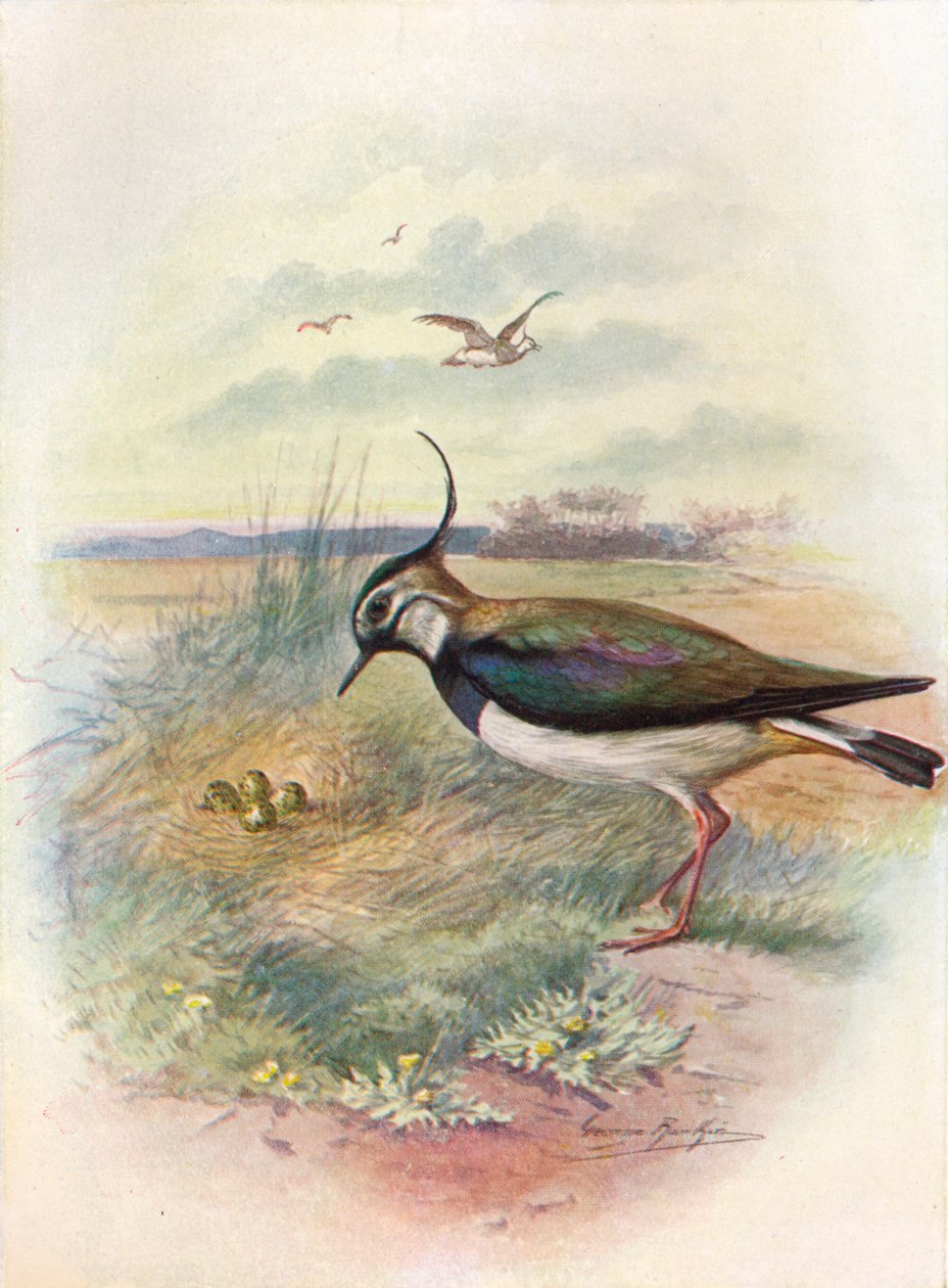 Vibe eller Peewit - Vnellus vulgaris, c1910, 1910 af George James Rankin
