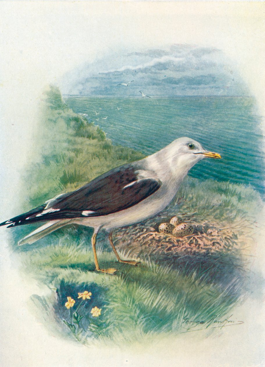 Lille sortrygmåge - Larus fuscus, c1910, 1910 af George James Rankin