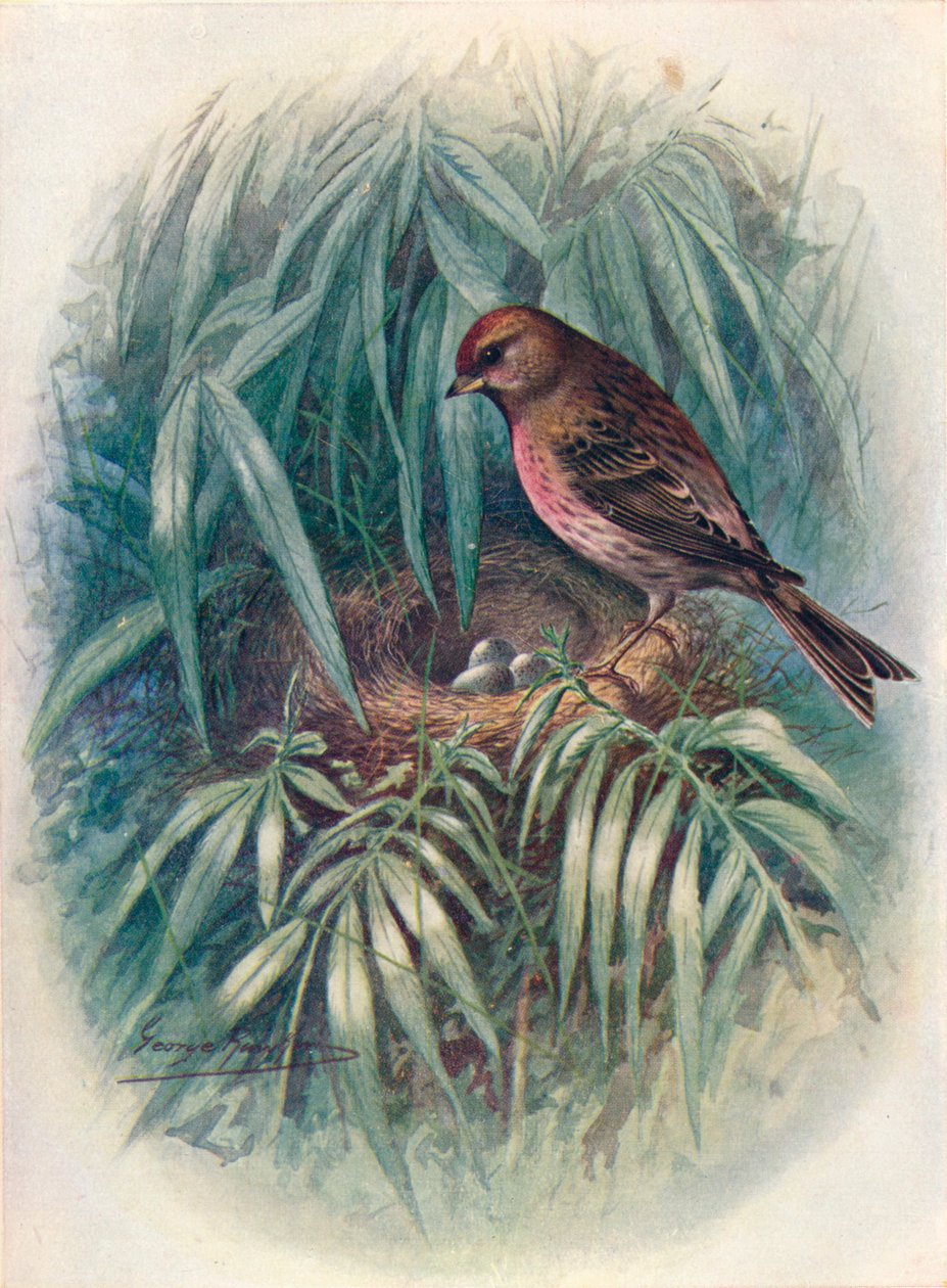 Lesser Red Poll - Linota rufescens, c1910, 1910 af George James Rankin
