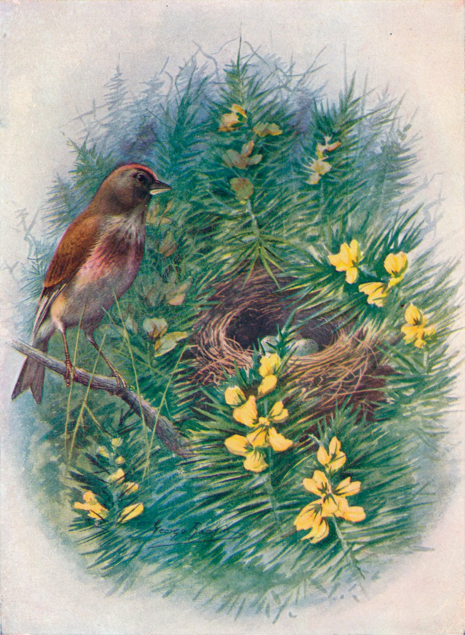 Linnet - Linota cannabina, c1910, 1910 af George James Rankin