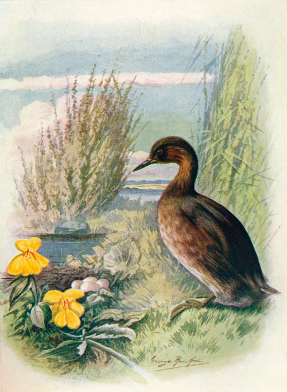 Lille lappedykker eller klat - Podicipes fluviatilis, c1910, 1910 af George James Rankin