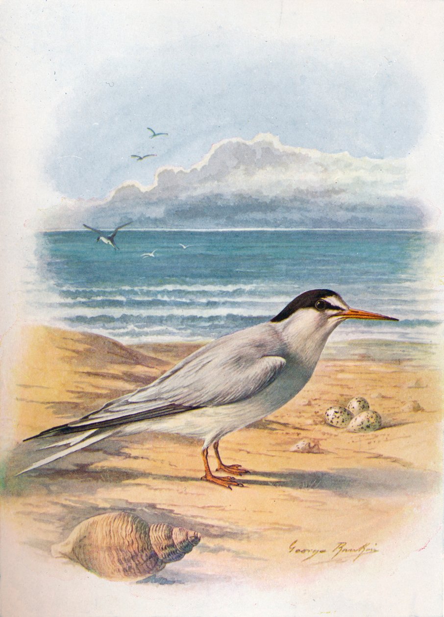 Lille tern - Sterna minuta, c1910, 1910 af George James Rankin