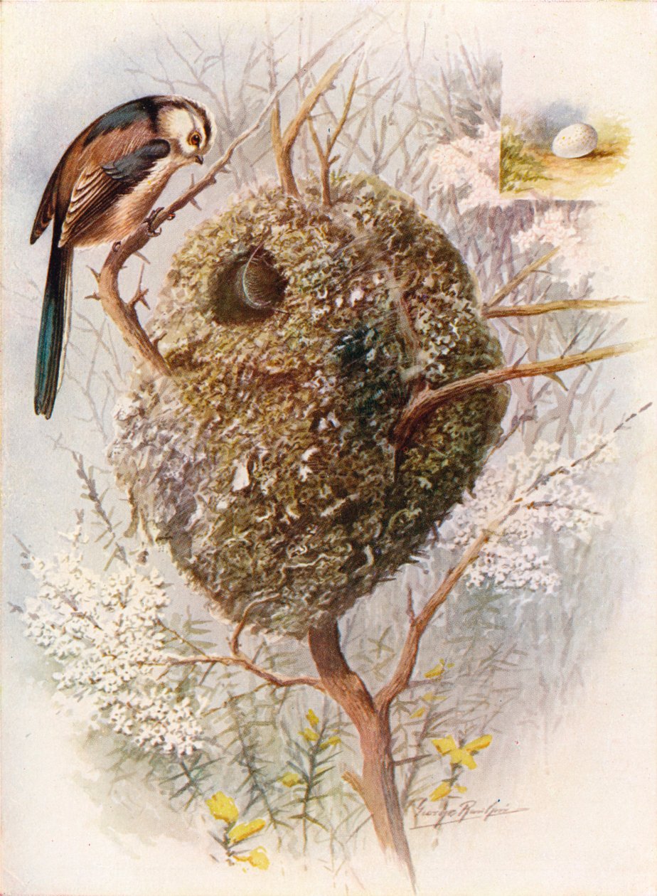 Langhalemejse - Acredula caudata, c1910, 1910 af George James Rankin