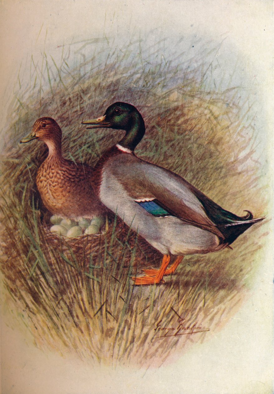 Gråænd eller vildand - Anas boscas, c1910, 1910 af George James Rankin