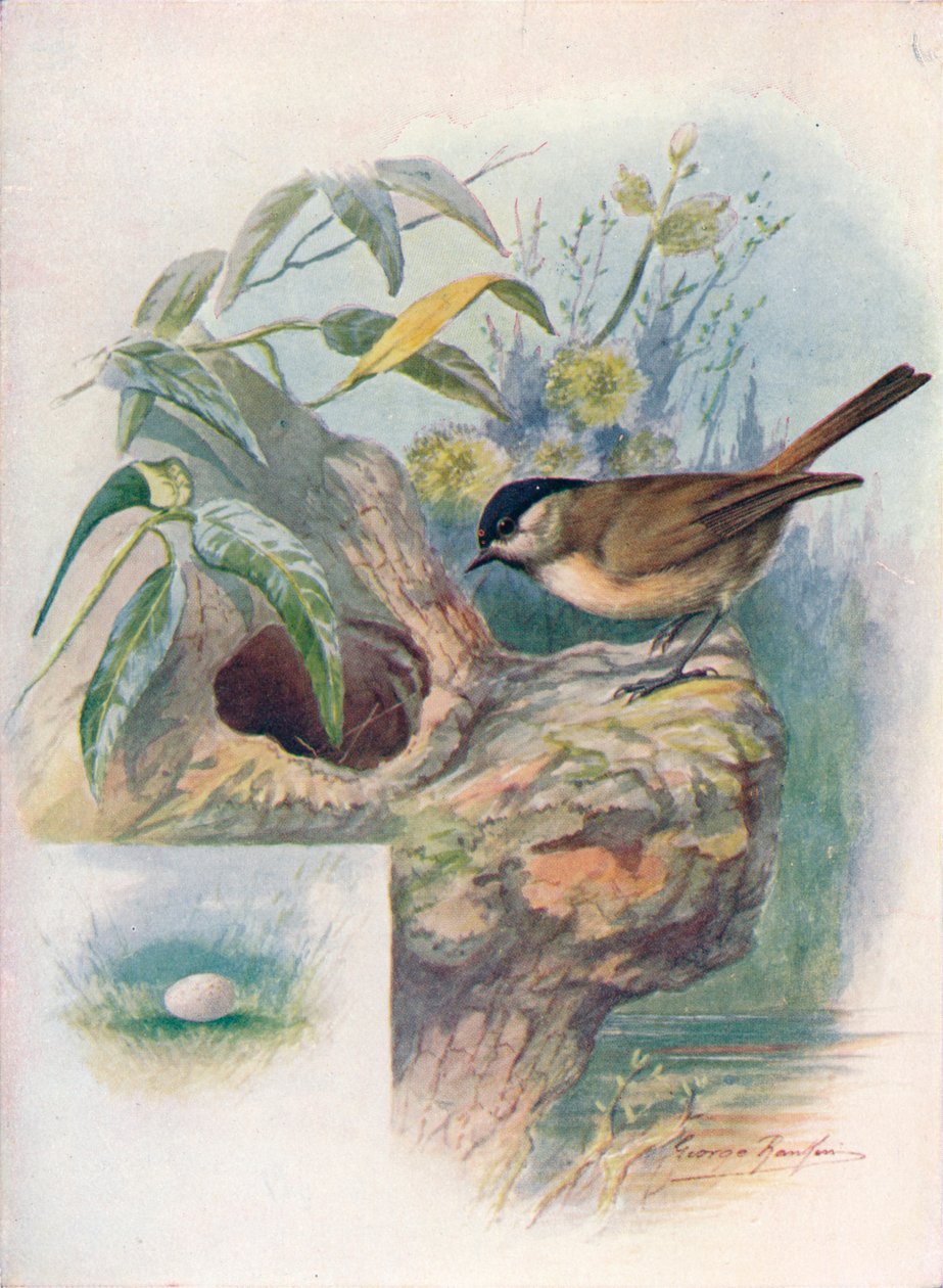 Marsh-Mejs - Parus palustris, c1910, 1910 af George James Rankin
