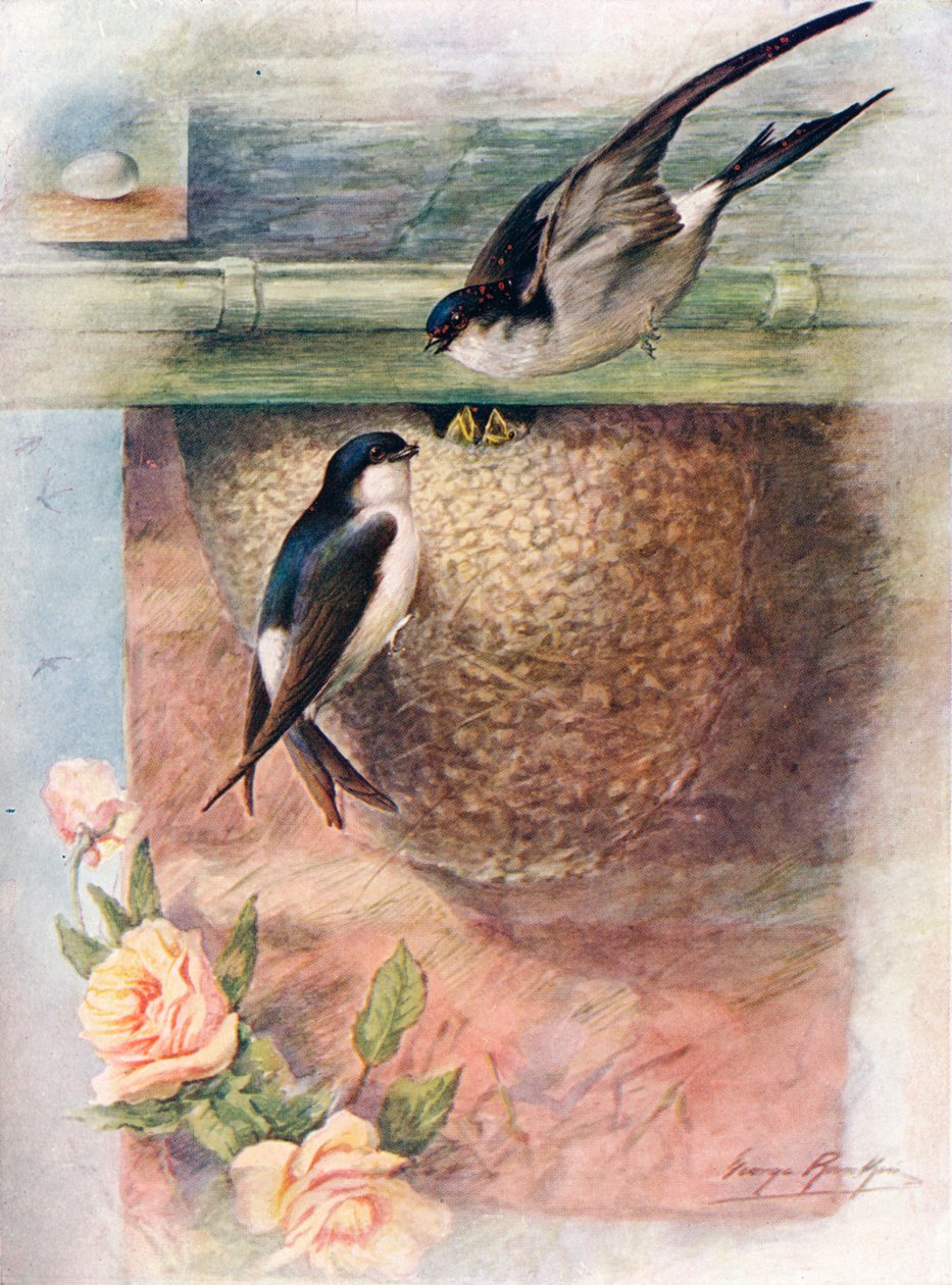 Martin - chelidon urbica, c1910, 1910 af George James Rankin