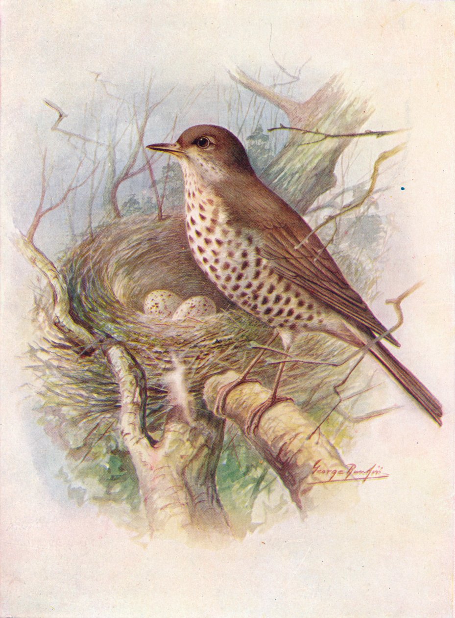 Mistel-drossel - Turdus viscivorus, c1910, 1910 af George James Rankin