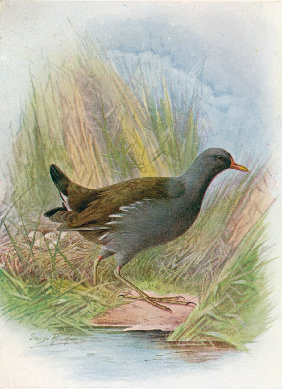 Morhøne eller vandhøne - Gallinula chloropus, c1910, 1910 af George James Rankin