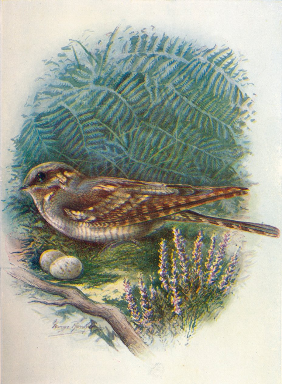Natkrukke eller gedesuger - Caprimulgus europaeus, c1910, 1910 af George James Rankin