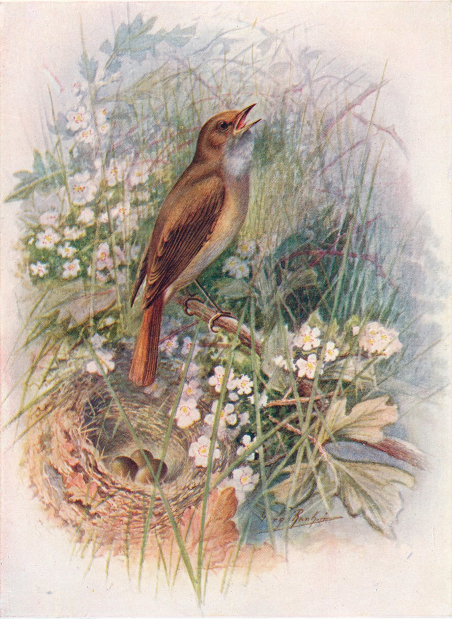 Nattergal - Daulias luscinia, c1910, 1910 af George James Rankin