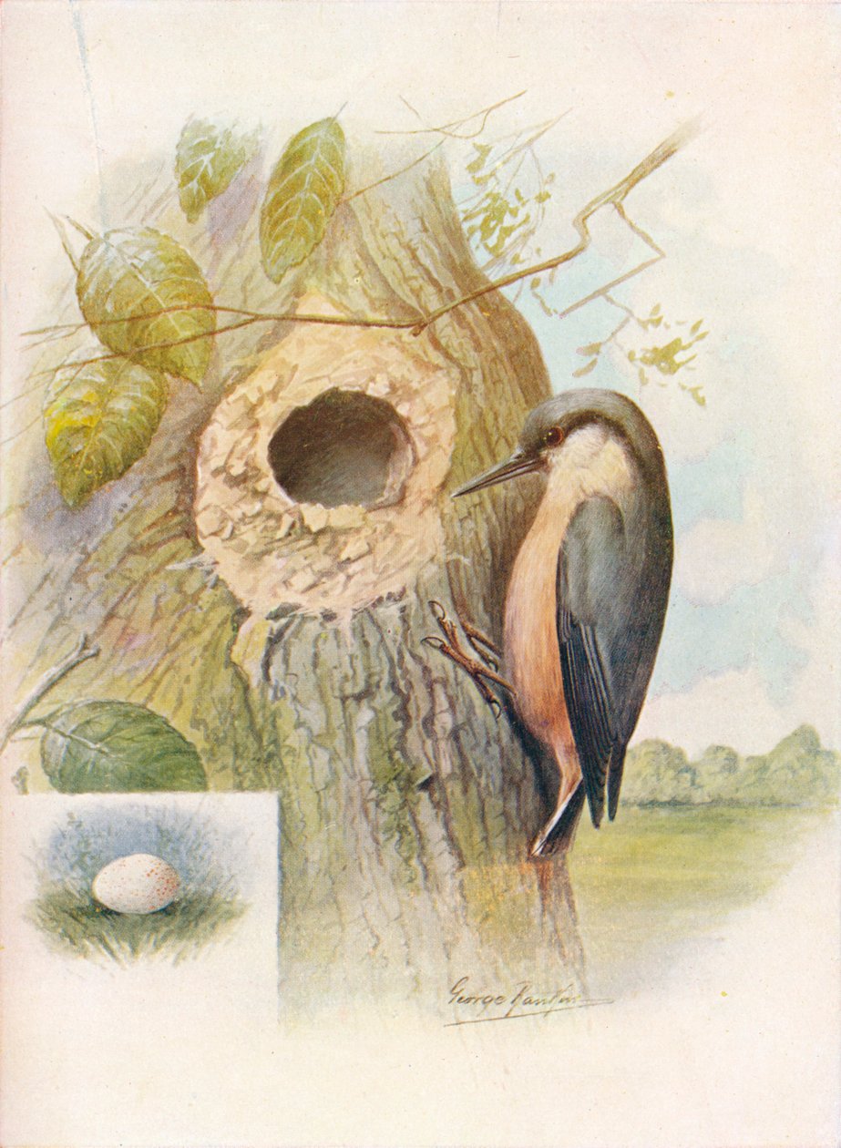 Nut-Hatch - Sitta caesia, c1910, 1910 af George James Rankin