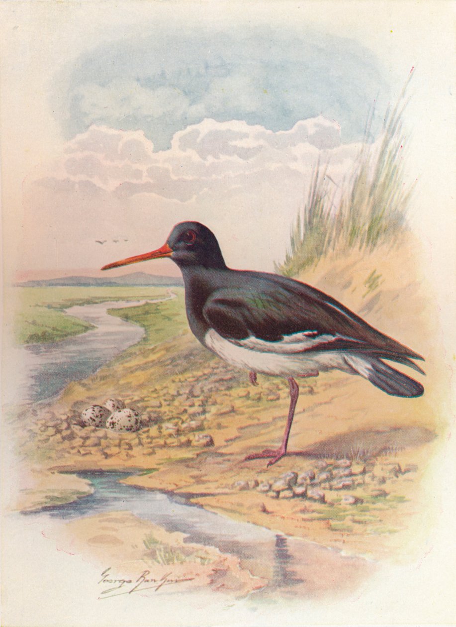 Østersfanger - Haematopus ostralegus, c1910, 1910 af George James Rankin