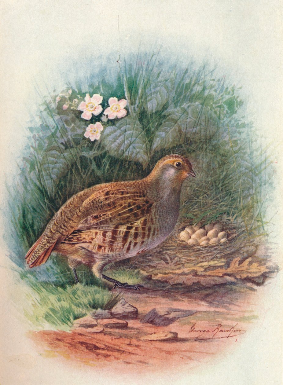 Agerhøne - Perdix cinerea, c1910, 1910 af George James Rankin