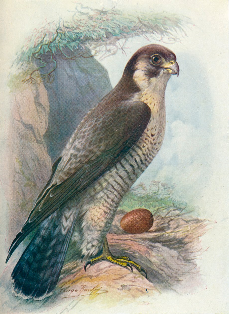 Vandrefalk - Falco peregrinus, c1910, 1910 af George James Rankin