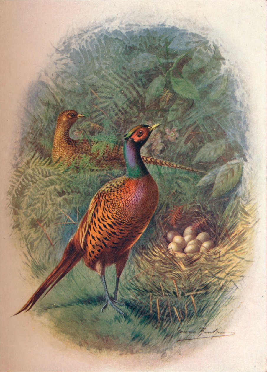 Fasan - Phasianus colchicus, c1910, 1910 af George James Rankin