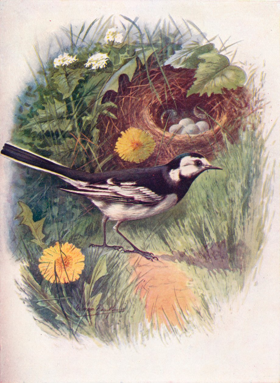 Pied Viptail - Motacilla lugubris, c1910, 1910 af George James Rankin