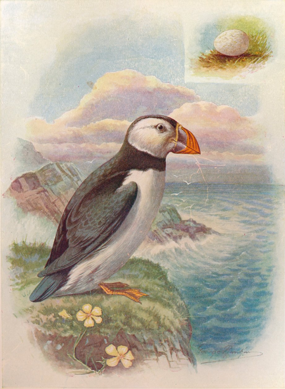Lunde - Fratercula arctica, c1910, 1910 af George James Rankin
