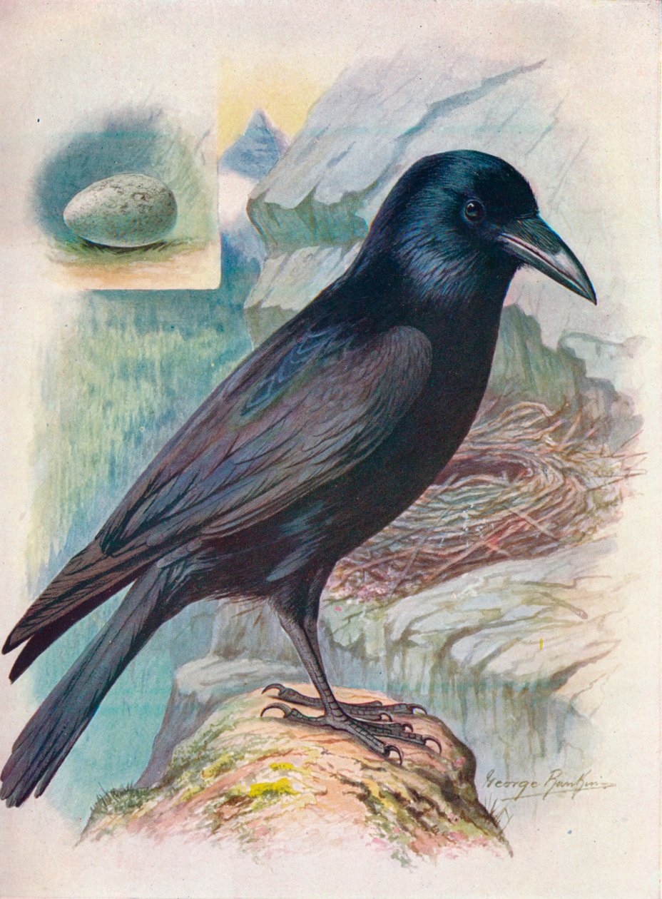 Ravn - Corvus corax, c1910, 1910 af George James Rankin