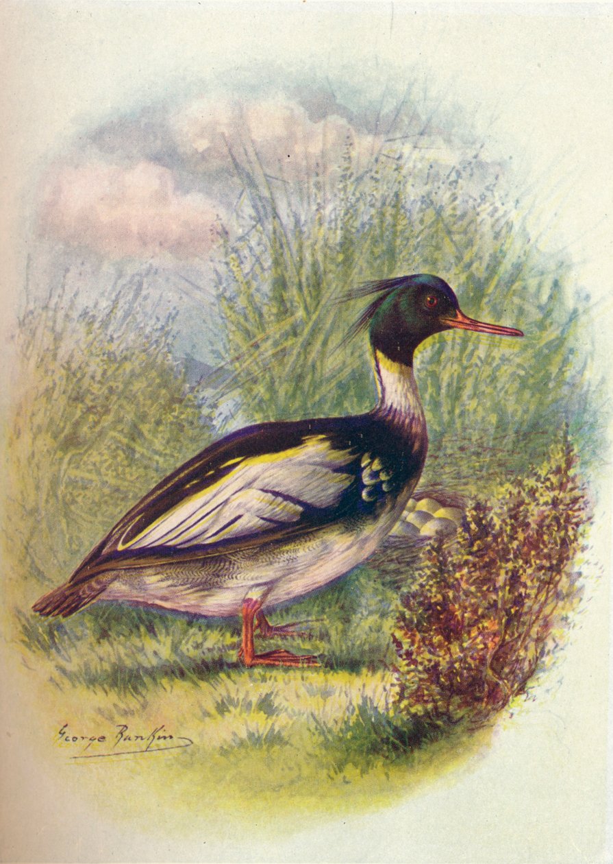 Rødbrystet Merganser - Mergus serrator, c1910, 1910 af George James Rankin