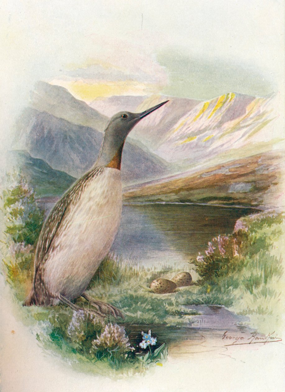 Rødhalsdykker - Colymbus septentrionalis, c1910, 1910 af George James Rankin