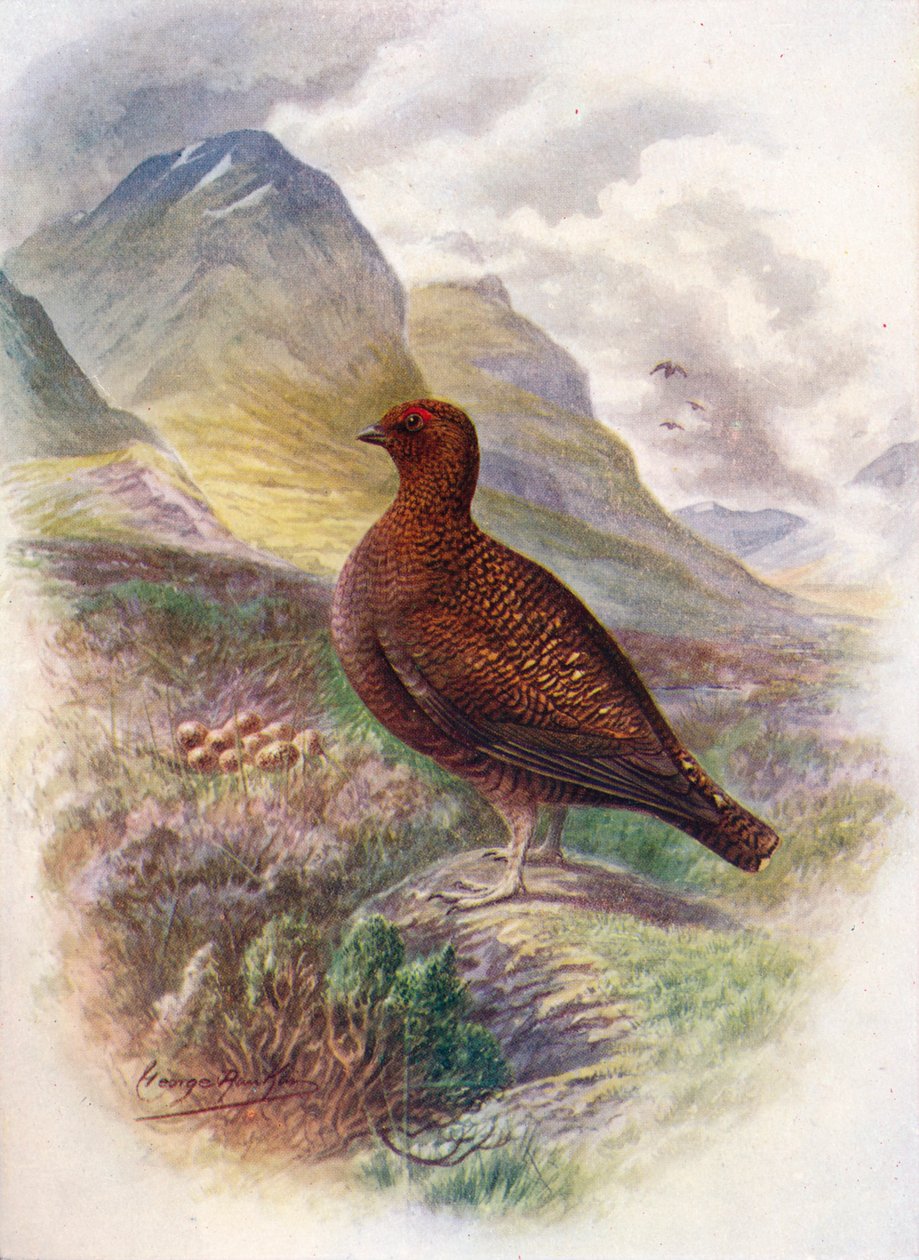 Rype - Lagopus scoticus, c1910, 1910 af George James Rankin
