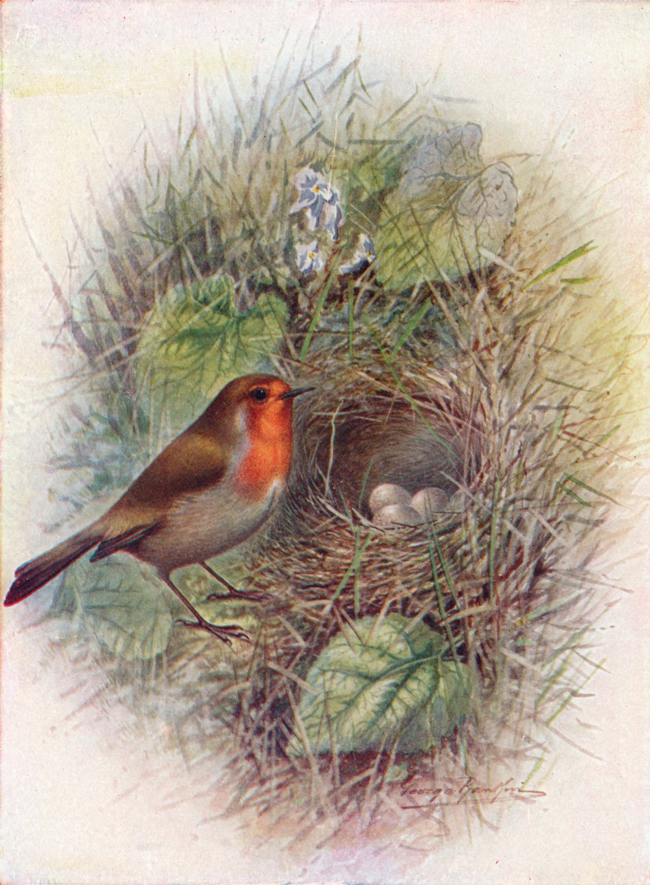 Rødbryst eller Robin - Erithacus rubecula, c1910, 1910 af George James Rankin