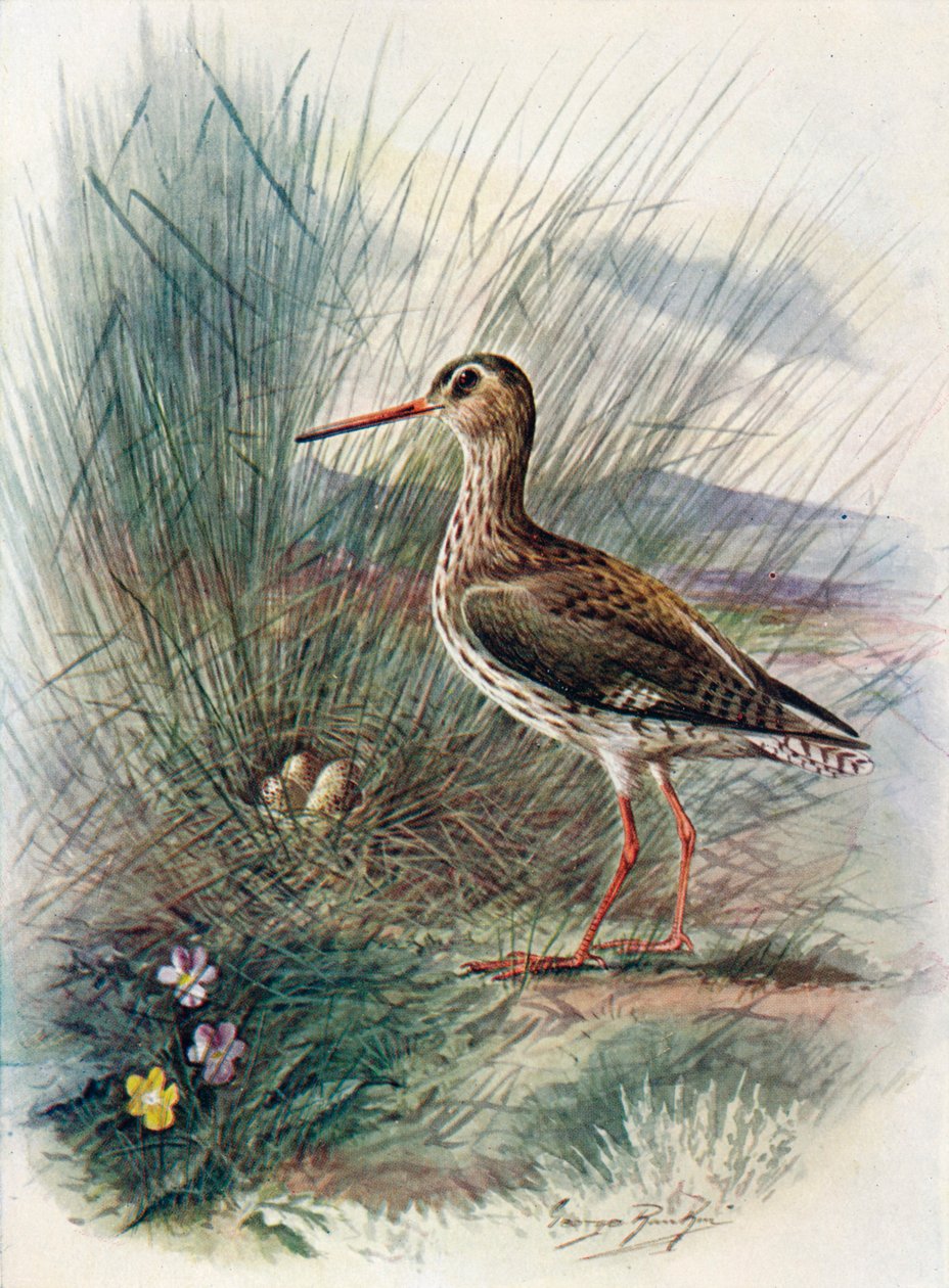 Rødben - Totanus calidris, c1910, 1910 af George James Rankin