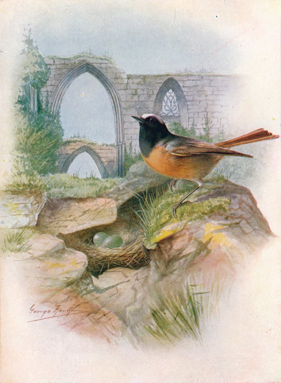 Rødstart - Ruticilla phoenicurus, c1910, 1910 af George James Rankin