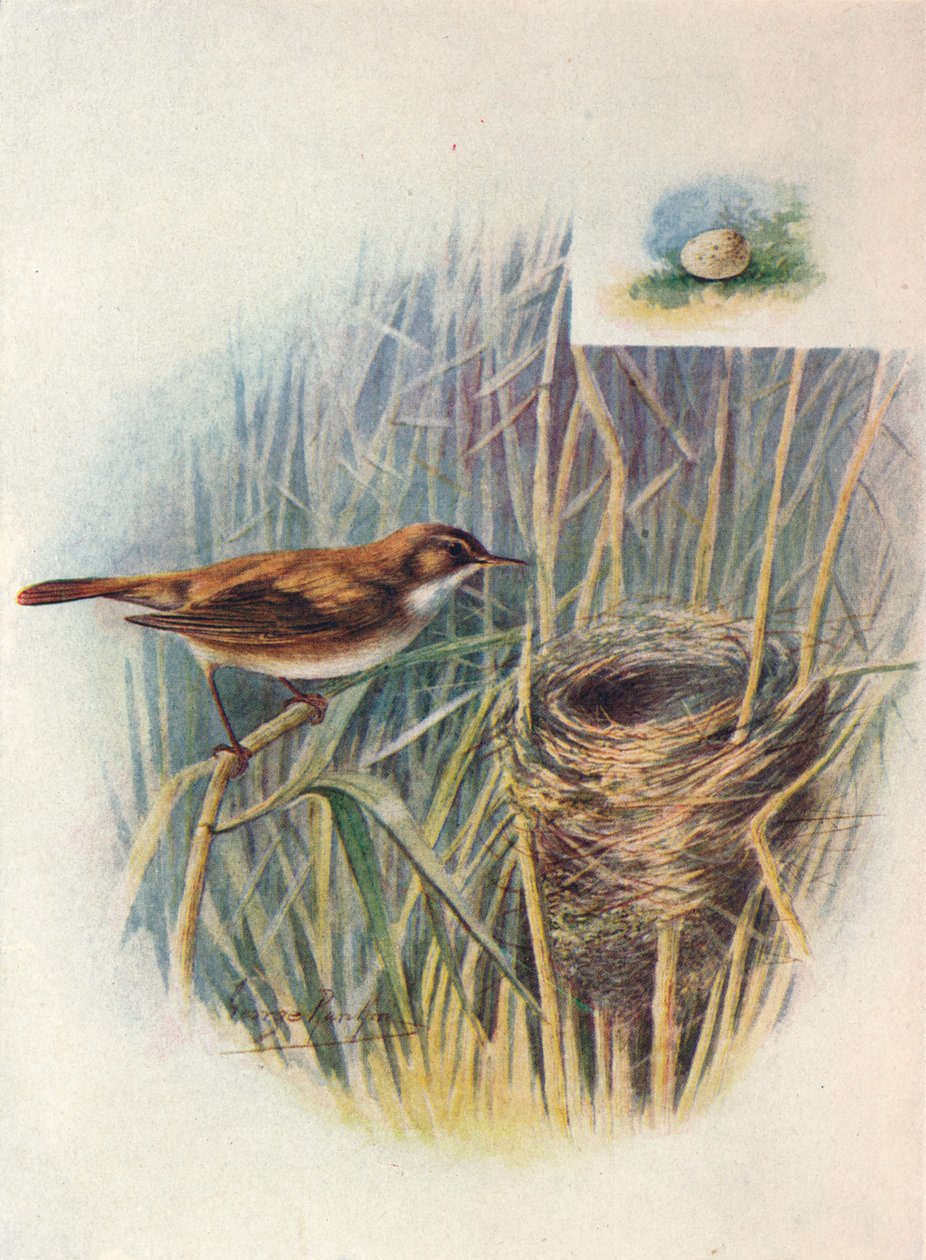Rivsanger - Acrocephalus streperus, c1910, 1910 af George James Rankin