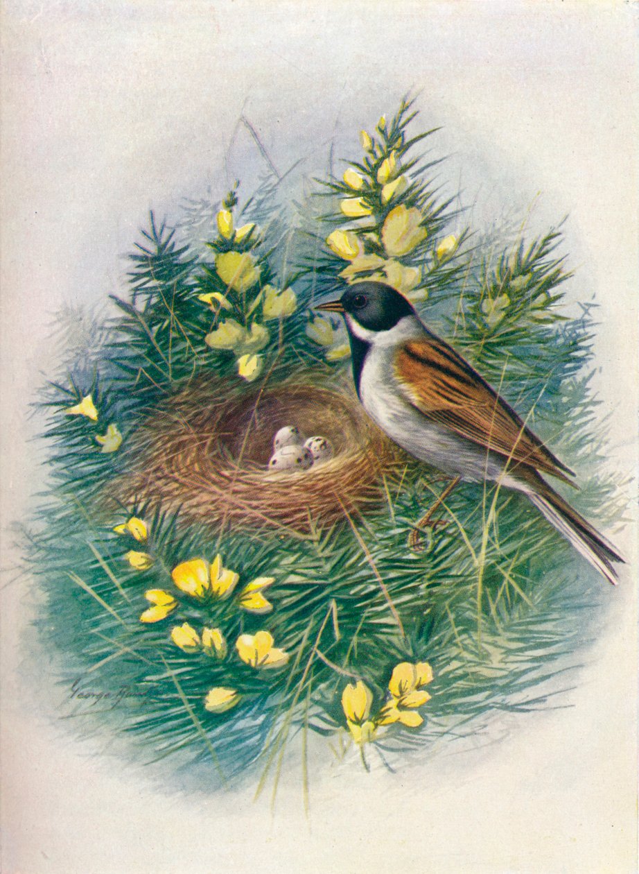 Rørspurv - Embriza schoeniclus, c1910, 1910 af George James Rankin