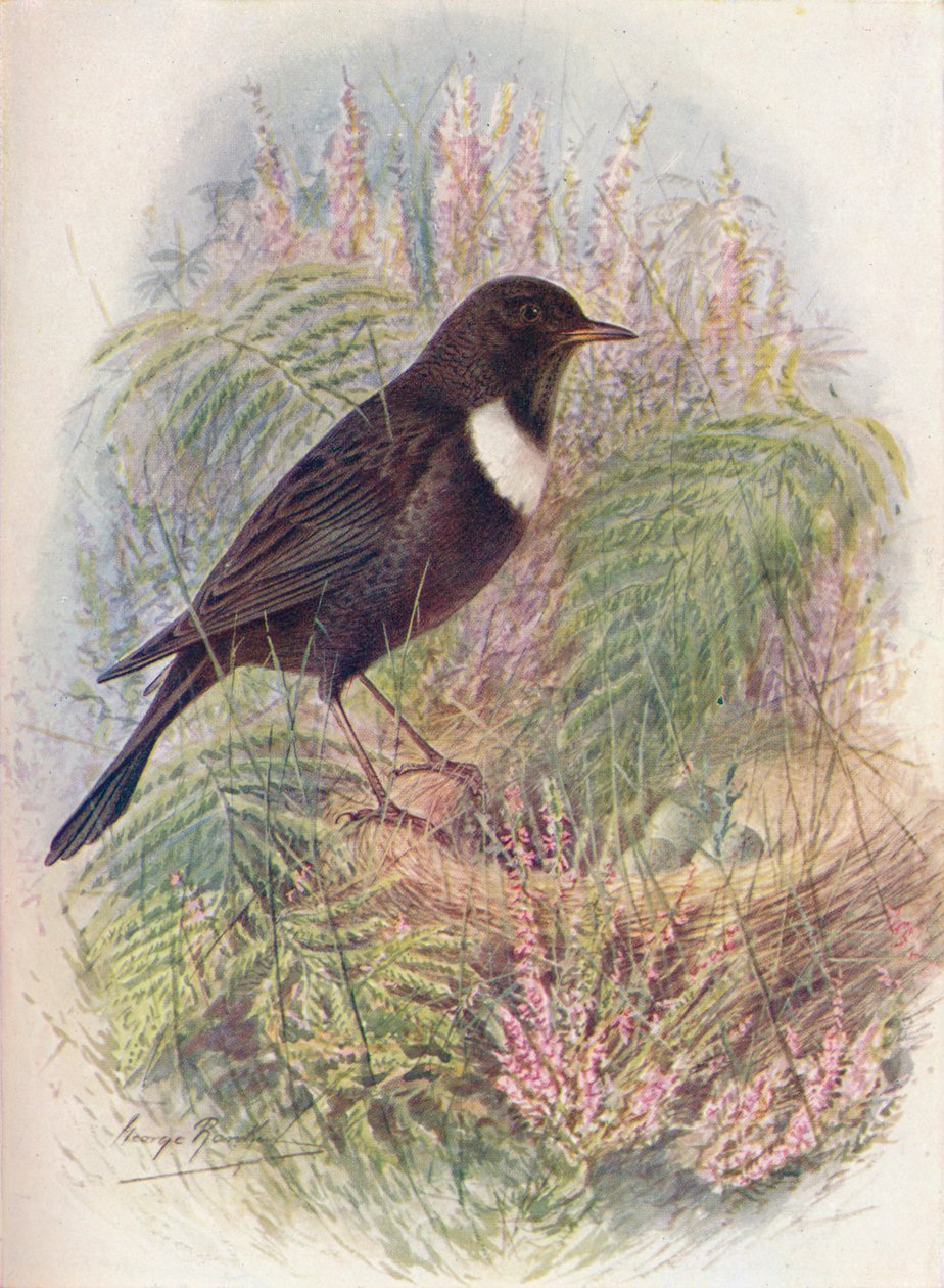 Ring-Ousel - Turdus torquatus, c1910, 1910 af George James Rankin