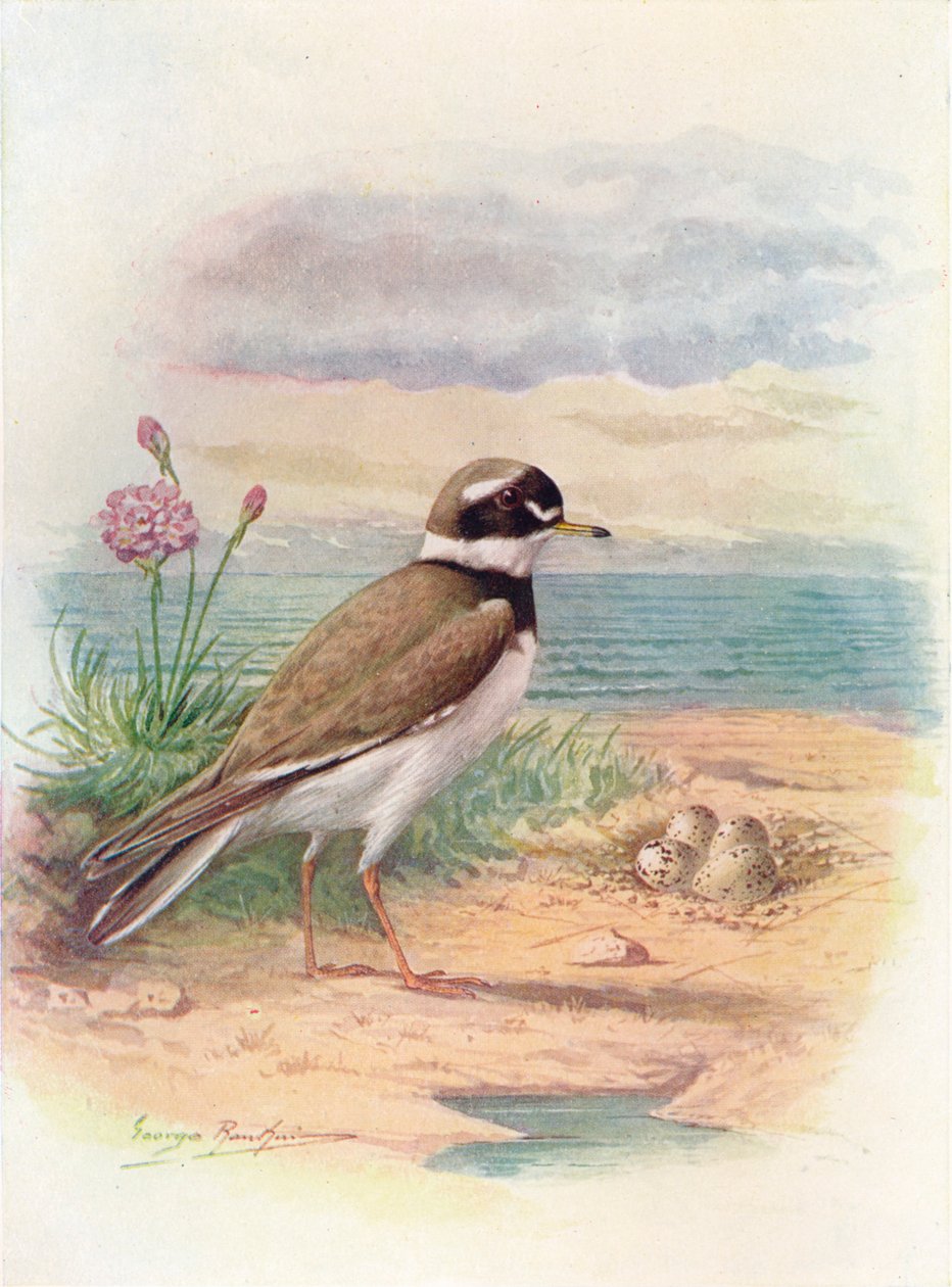 Ringhøne - Aegialitis hiaticola, c1910, 1910 af George James Rankin