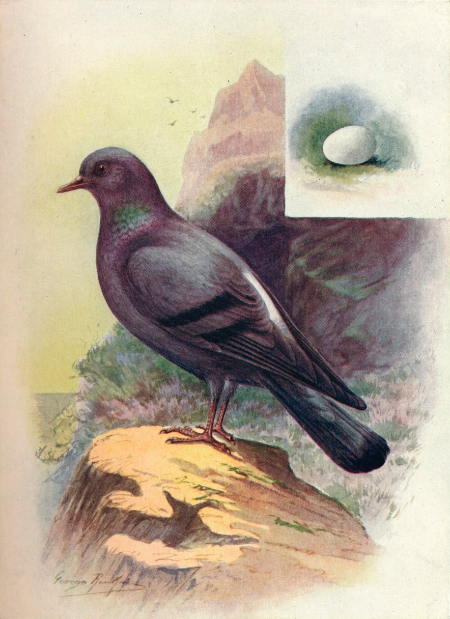 Rock-Pigeon - Columba livia, c1910, 1910 af George James Rankin