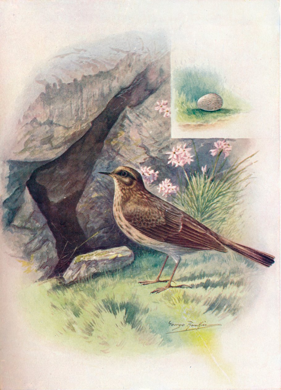 Rock-Pipit - Anthus obscurus, c1910, 1910 af George James Rankin
