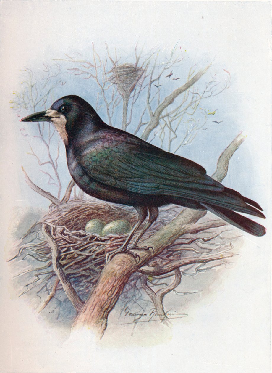 Rook - Corvus frugilegus, c1910, 1910 af George James Rankin