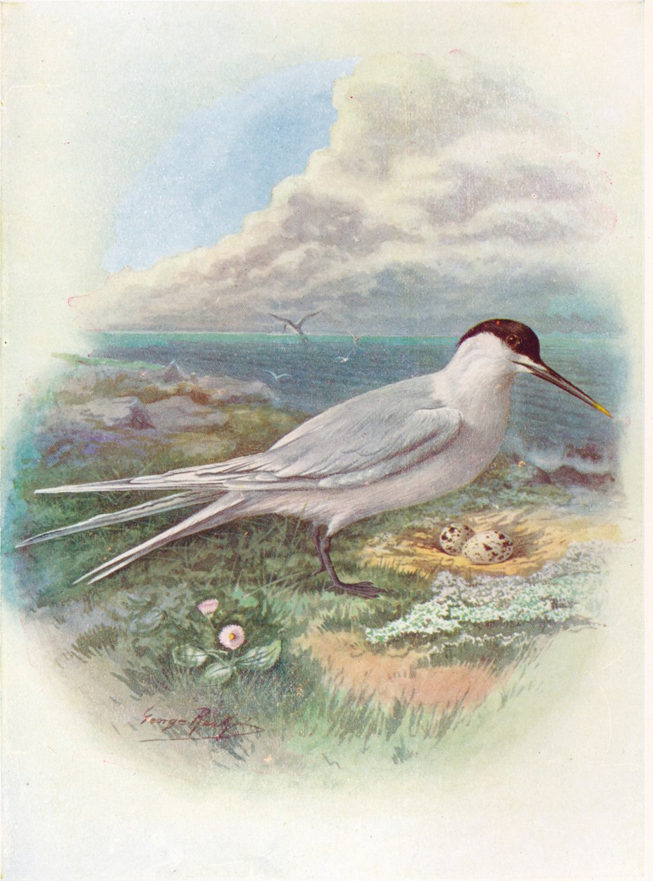 Sandwich Tern - Sterna cantiaca, c1910, 1910 af George James Rankin