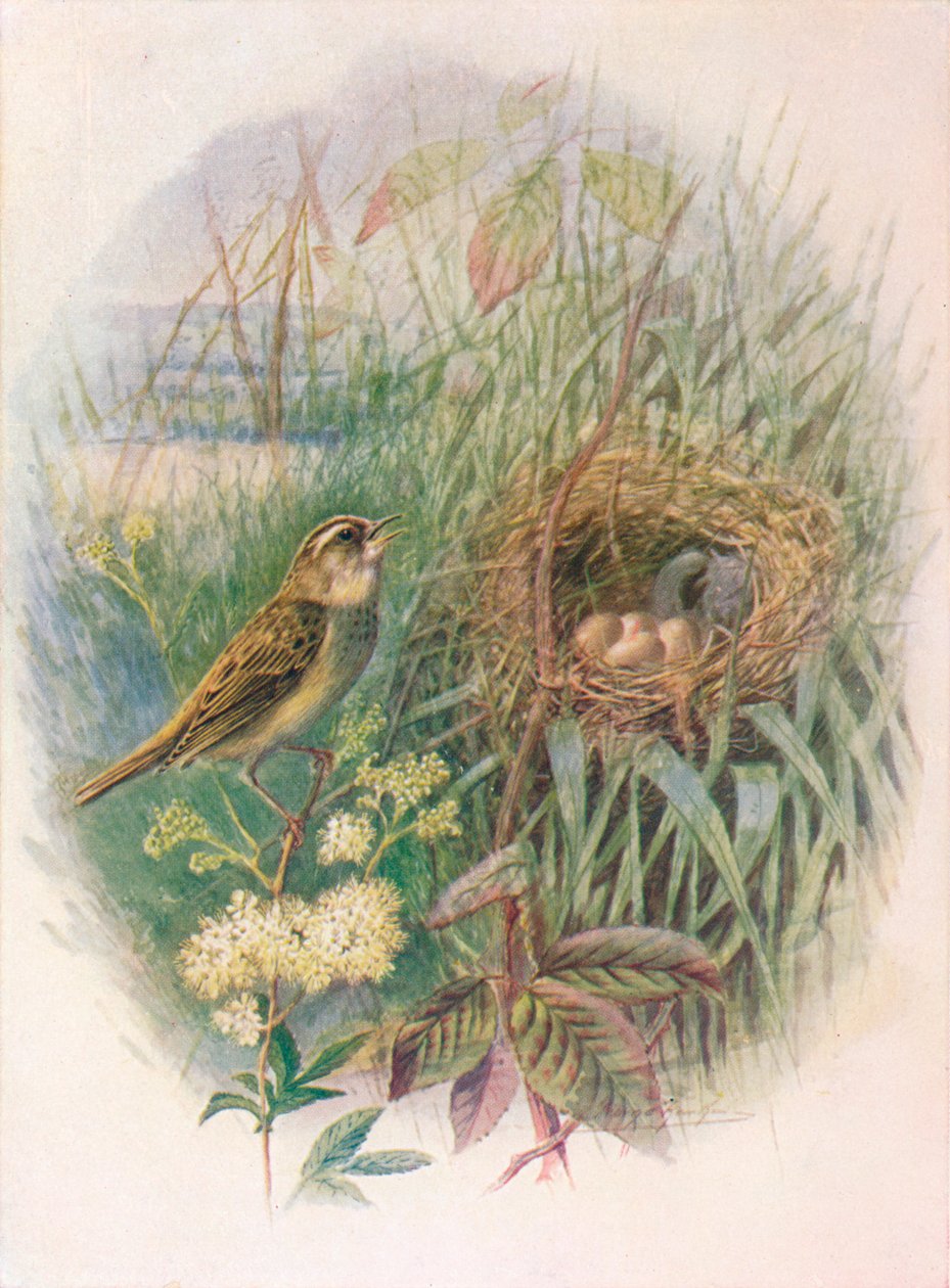 Sedge-Warbler - Acrocephalus phragmitis, c1910, 1910 af George James Rankin