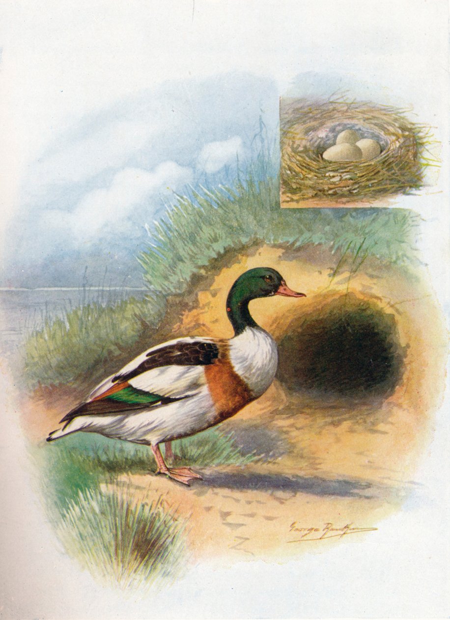 Sheld-Duck eller Sheldrake - Tadorna cornuta, c1910, 1910 af George James Rankin
