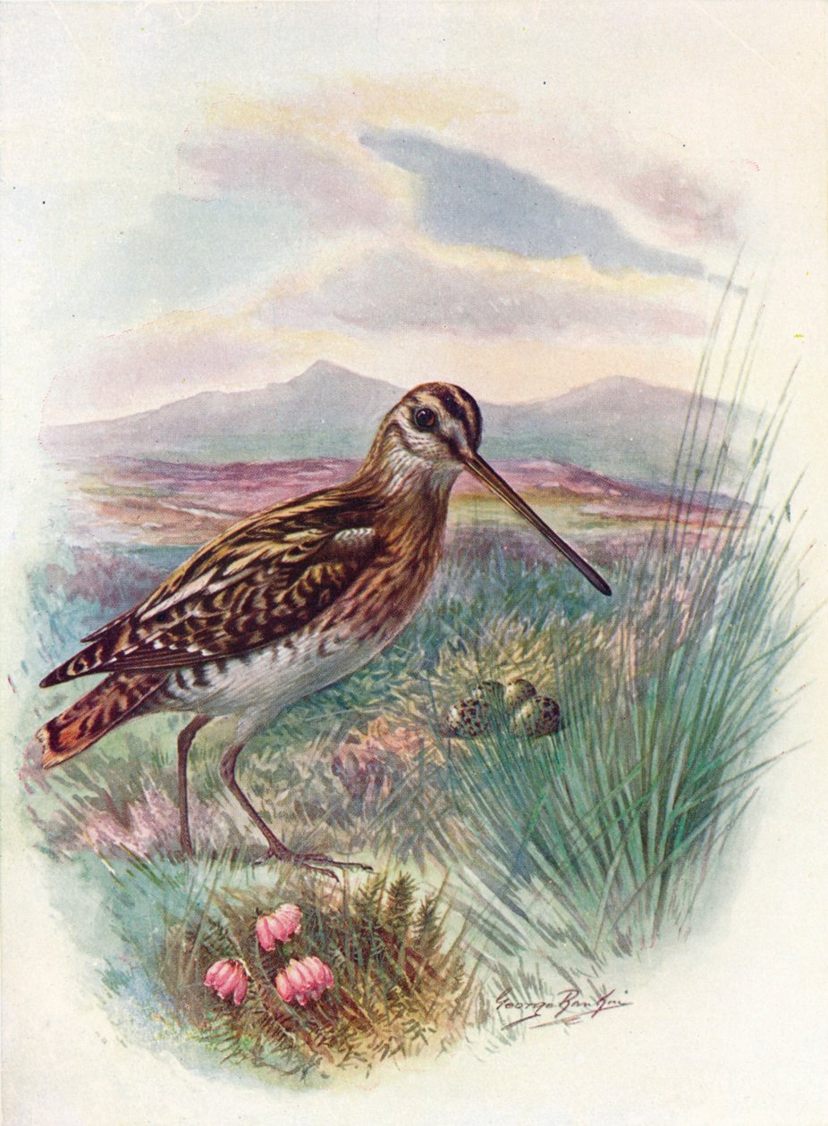 Snipe - Celestial Gallinago, c1910, 1910 af George James Rankin