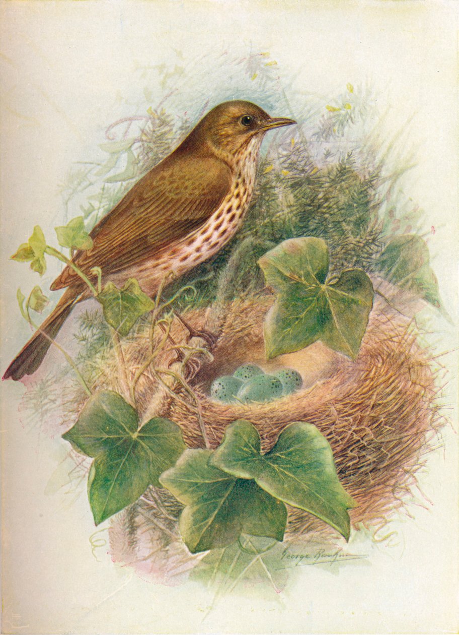 Song-Thrush eller Mavis - Turdus musicus, c1910, 1910 af George James Rankin