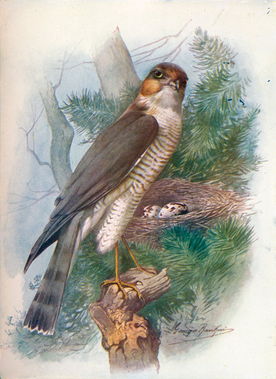 Sparrow-Hawk - Accipiter nisus, c1910, 1910 af George James Rankin