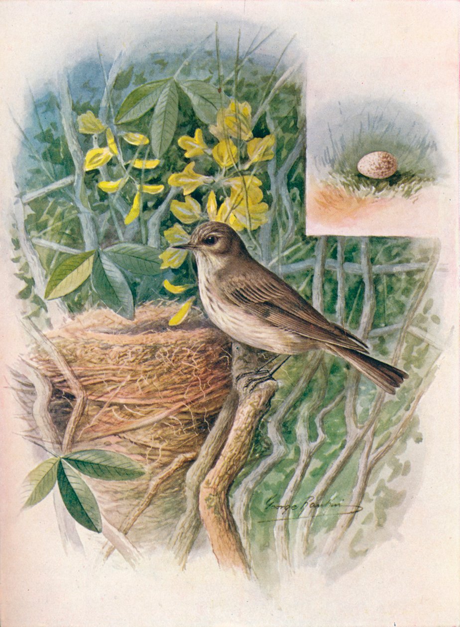 Plettet fluefanger - Muscicapa grisola, c1910, 1910 af George James Rankin