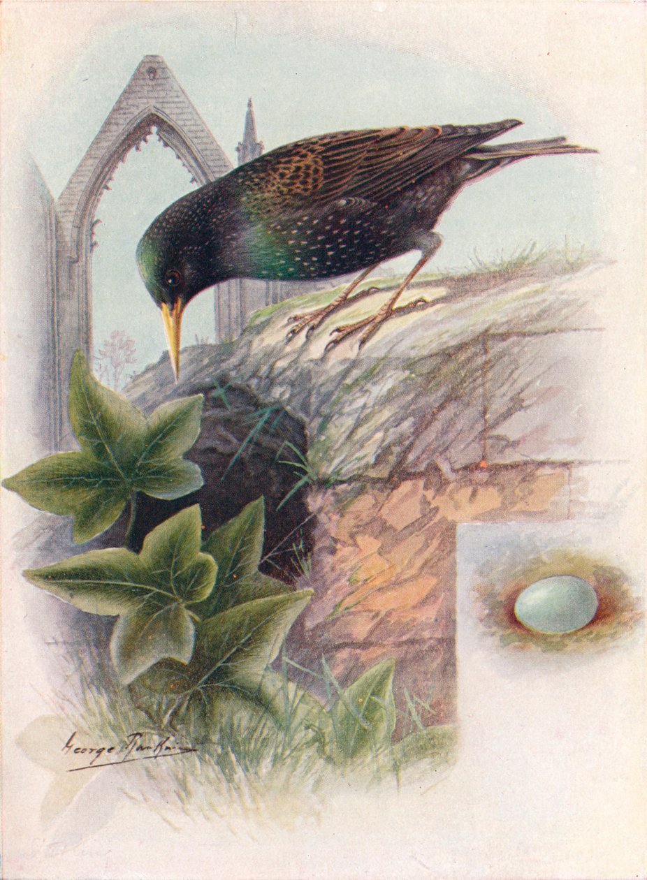 Stær - Sturnus vulgaris, c1910, 1910 af George James Rankin