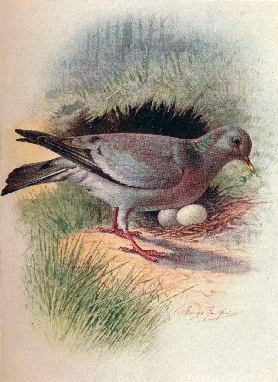 Stokdue - Columba oenas, c1910, 1910 af George James Rankin