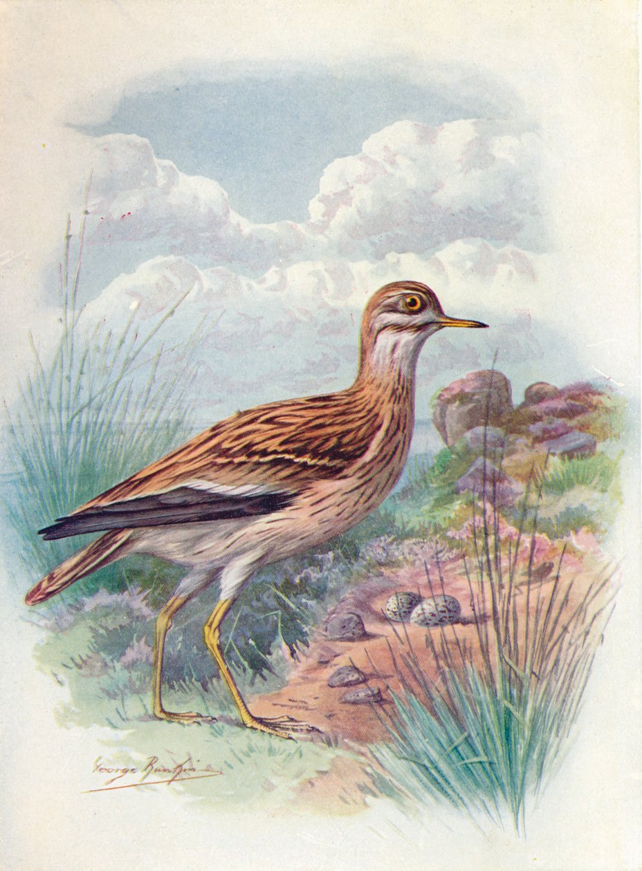 Stone-Curlew, Norfolk Plover eller Thick-Knee - OEdicnemus scolopax, c1910, 1910 af George James Rankin