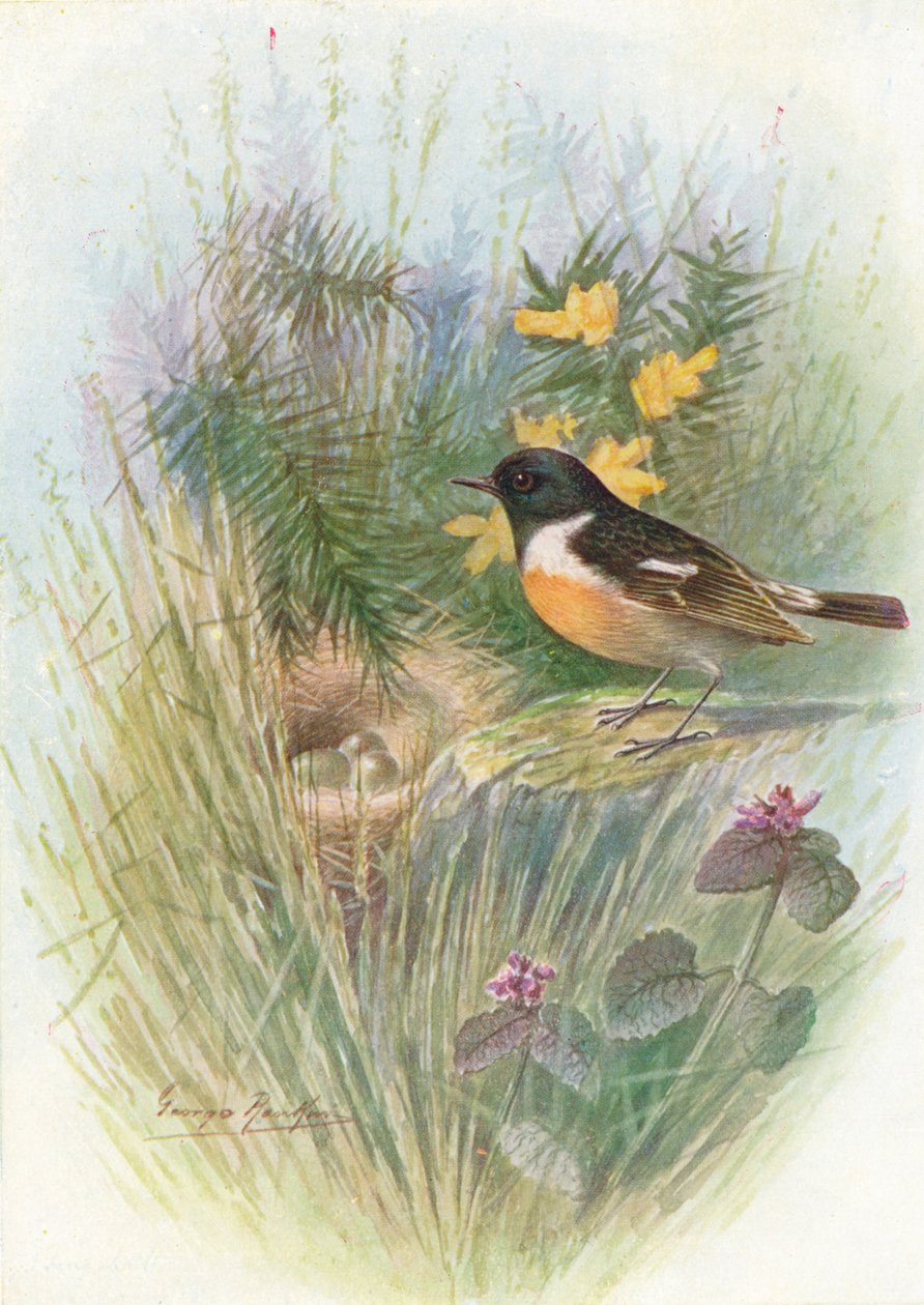Stonechat - Pratincola rubicola, c1910, 1910 af George James Rankin