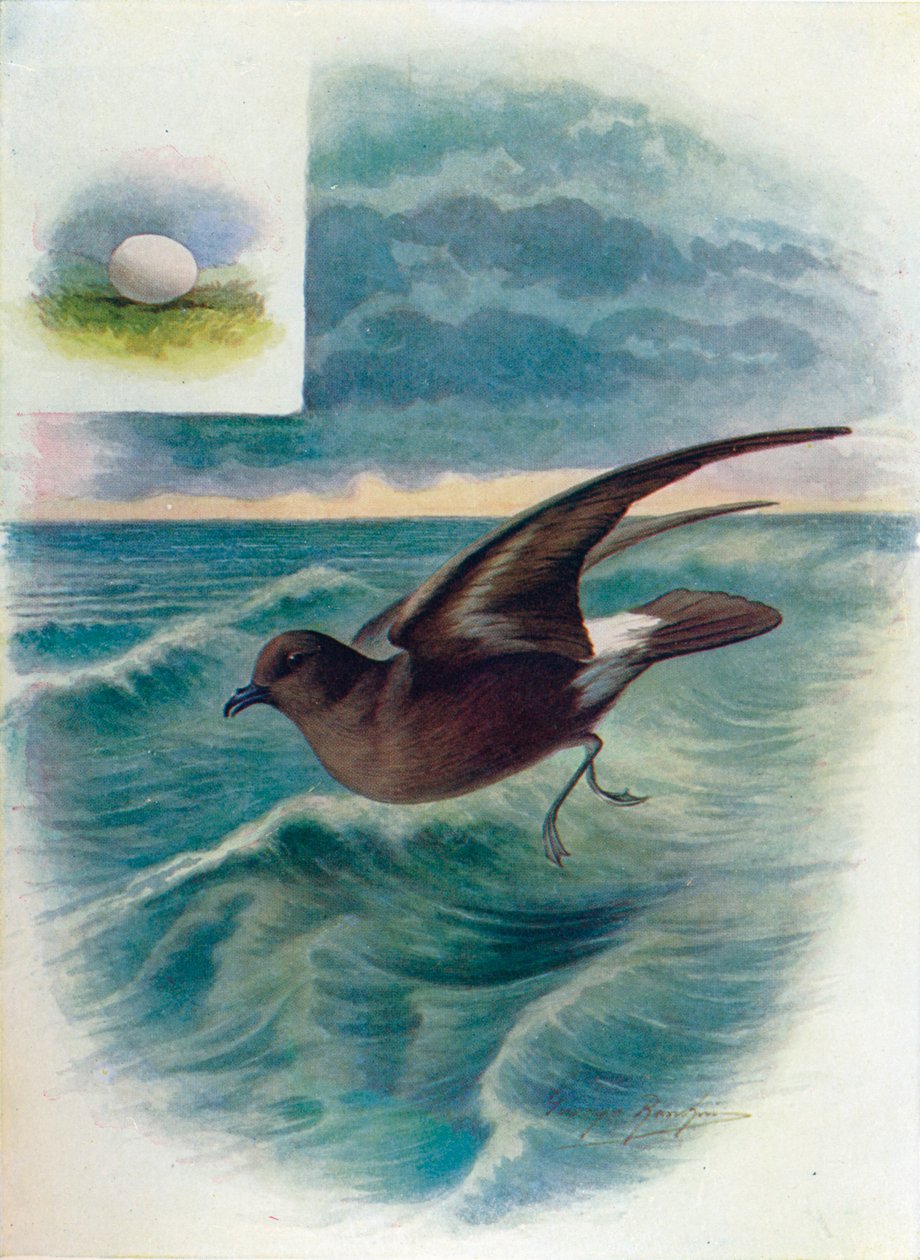 Stormpetrel - Procellaria pelagica, c1910, 1910 af George James Rankin