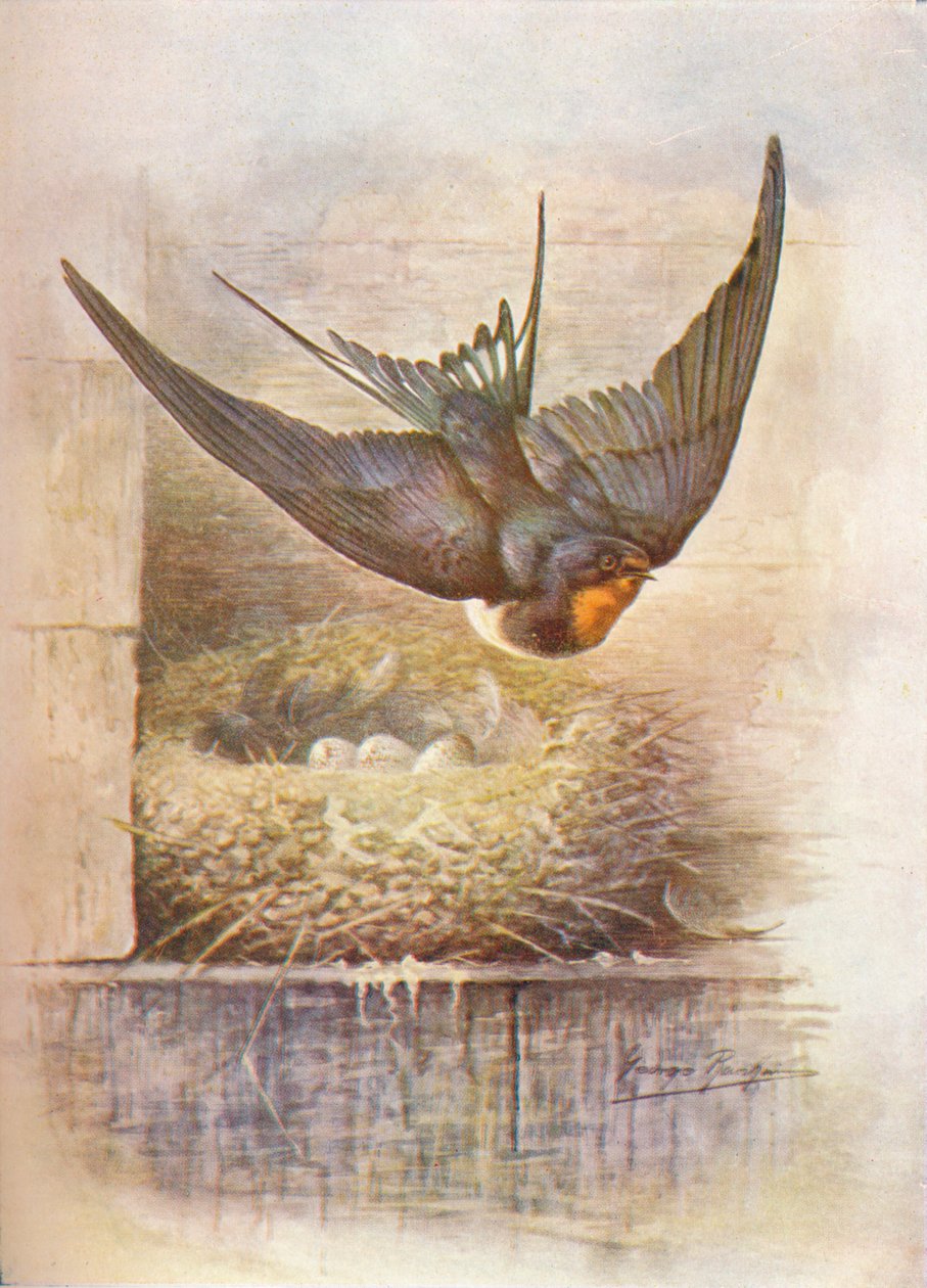 Svale - Hirundo rustica, c1910, 1910 af George James Rankin