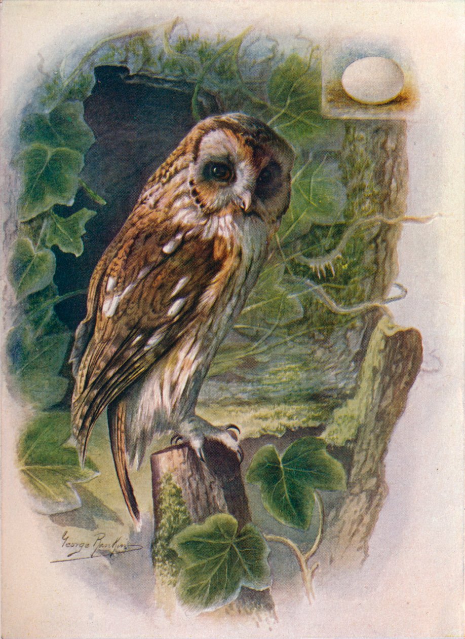 Tawny eller Brown Owl - Syrnium aluco, c1910, 1910 af George James Rankin