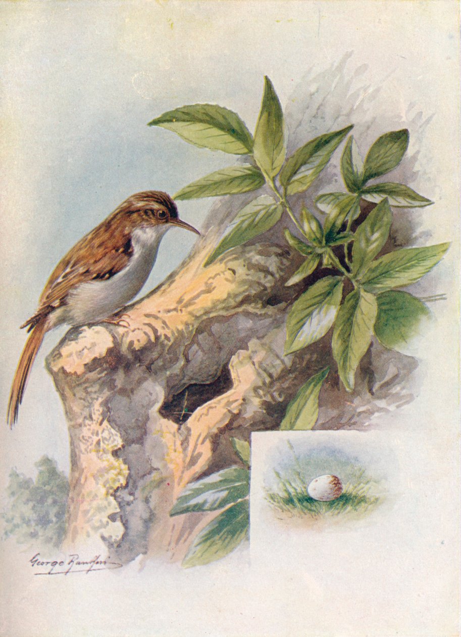 Tree-Creeper - Certhia familiaris, c1910, 1910 af George James Rankin